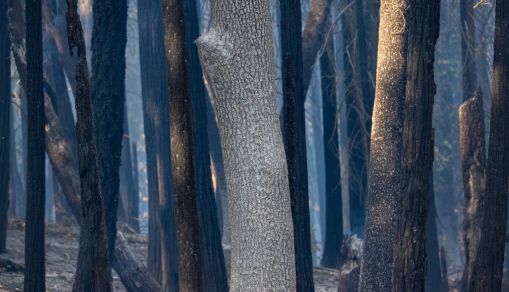 Windy Fire Forces Evacuations In Central California