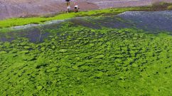 CHINA-ENVIRONMENT-ALGAE