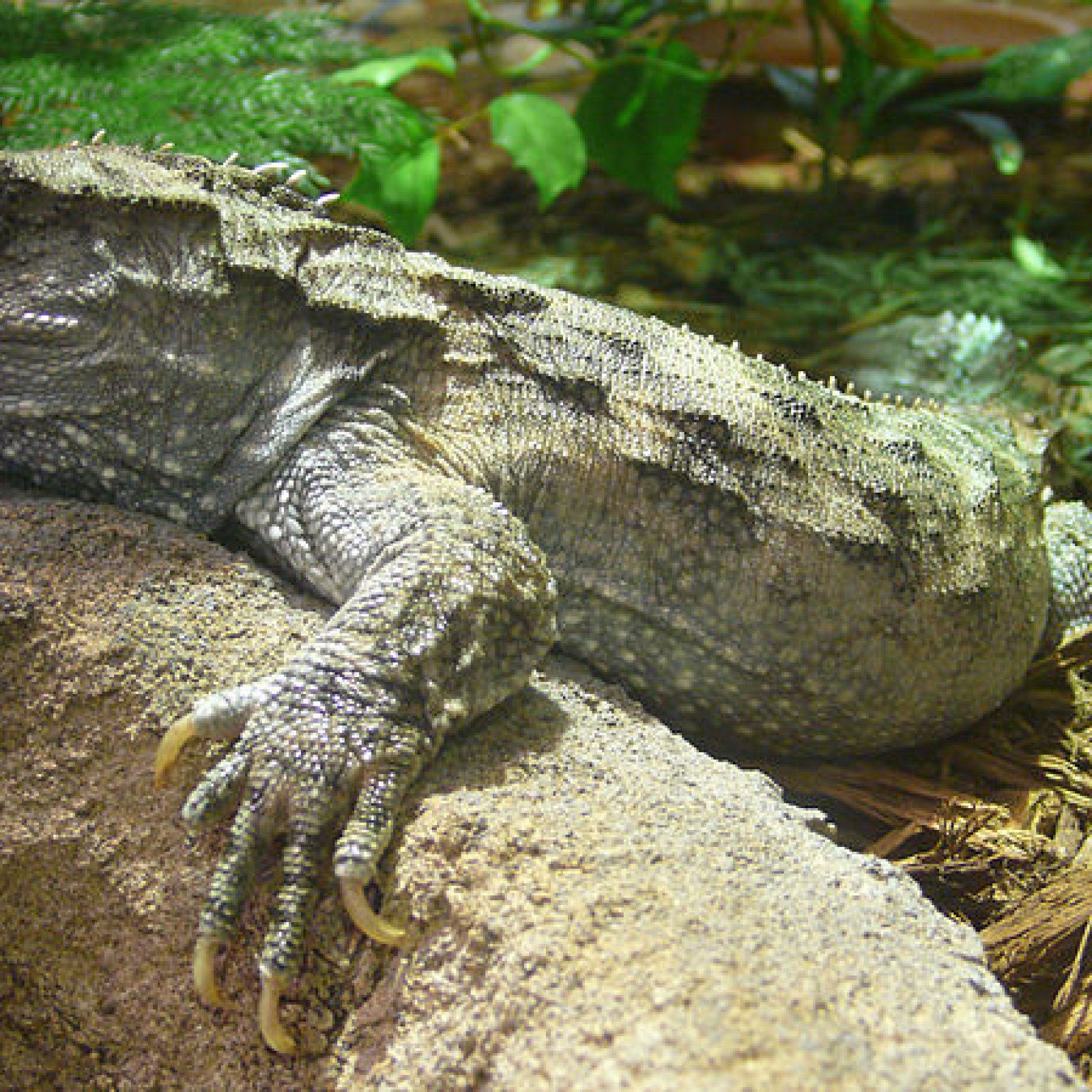 Tuatara Cheats Which Animal Lineage Are You So Happy And Grateful That tuatara-cheats-which-animal-lineage-are-you-so-happy-and-grateful-that
