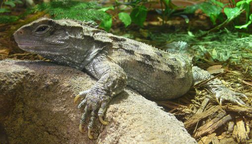 Tuatara