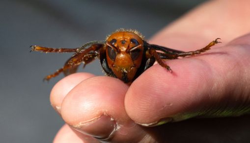 Washington State Department Of Agriculture Sets Traps For Asian Giant Hornets