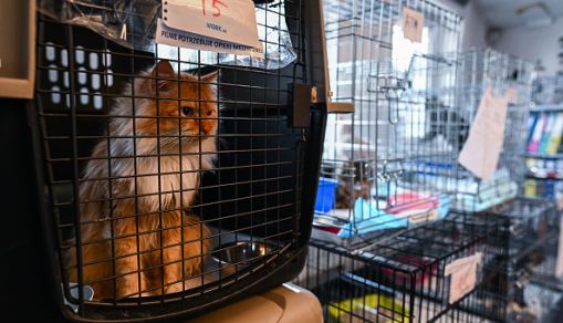 Polish Charity Treats Pets Arriving In Poland From Ukraine
