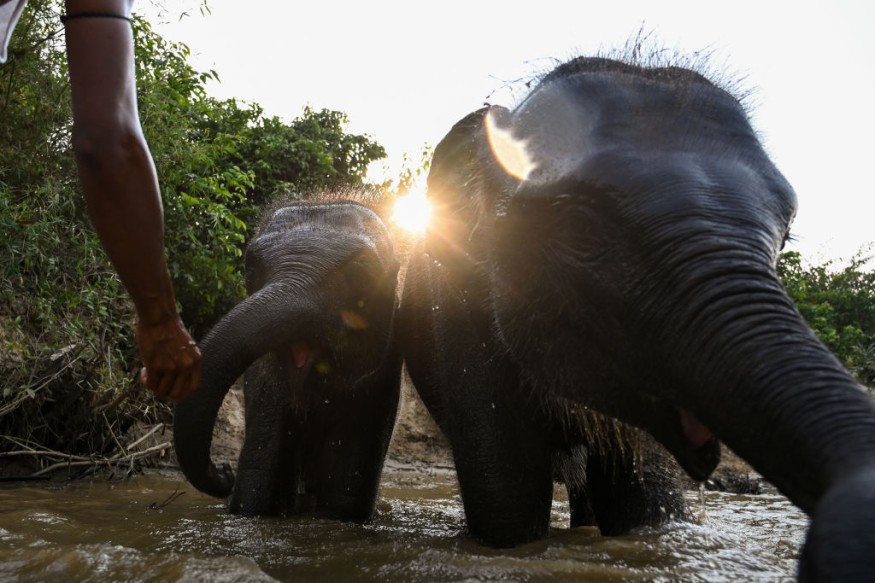 Elephants