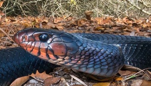 Eastern Indigo Snake