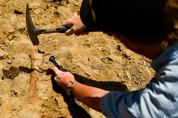 Scientists Suggest Dense Spinosaurus Bone Fossils Show They Can Hunt Underwater