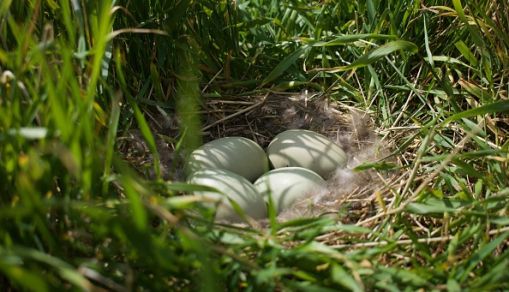 ICELAND-AGRICULTURE-LUXURY-TEXTILE-ANIMAL-EIDERDOWN