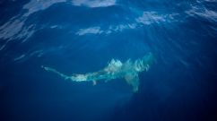 SAFRICA-ENVIRONMENT-OCEAN-SHARKS