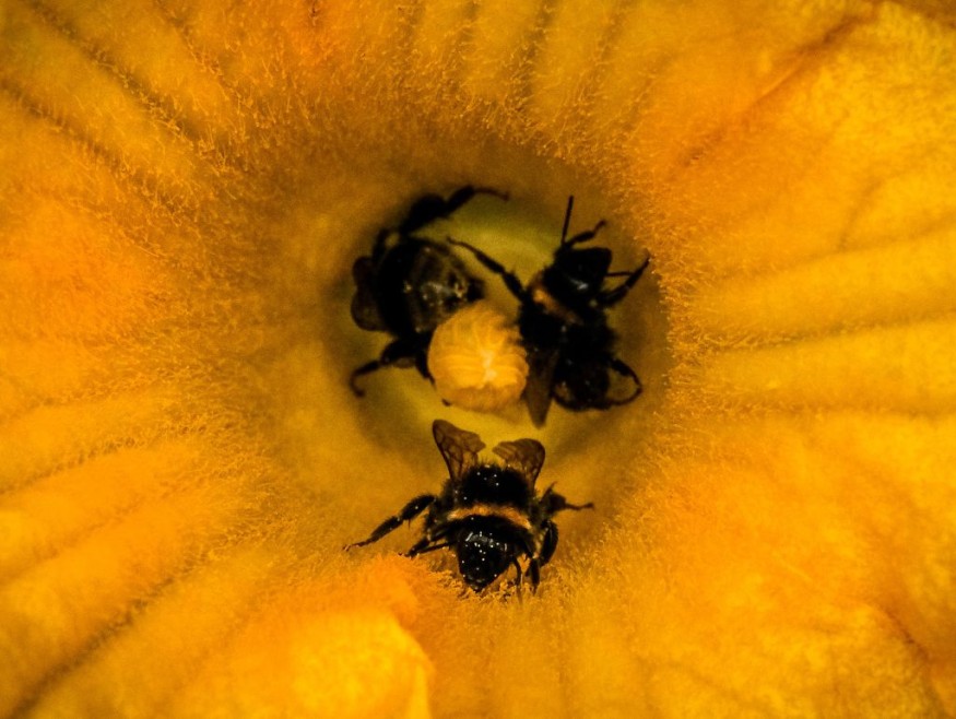 RUSSIA-NATURE-INSECT-FEATURE