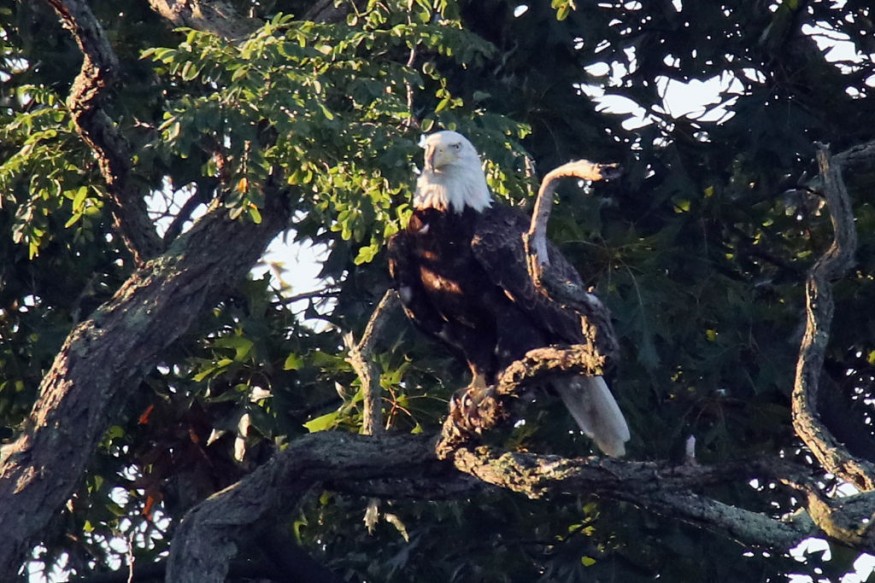 Bald Eagle
