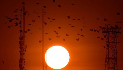 PAKISTAN-ANIMAL-SUNSET
