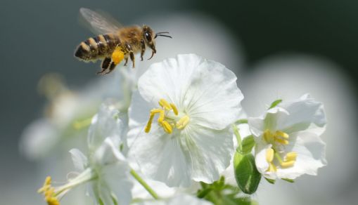 May 20 Is World Bee Day