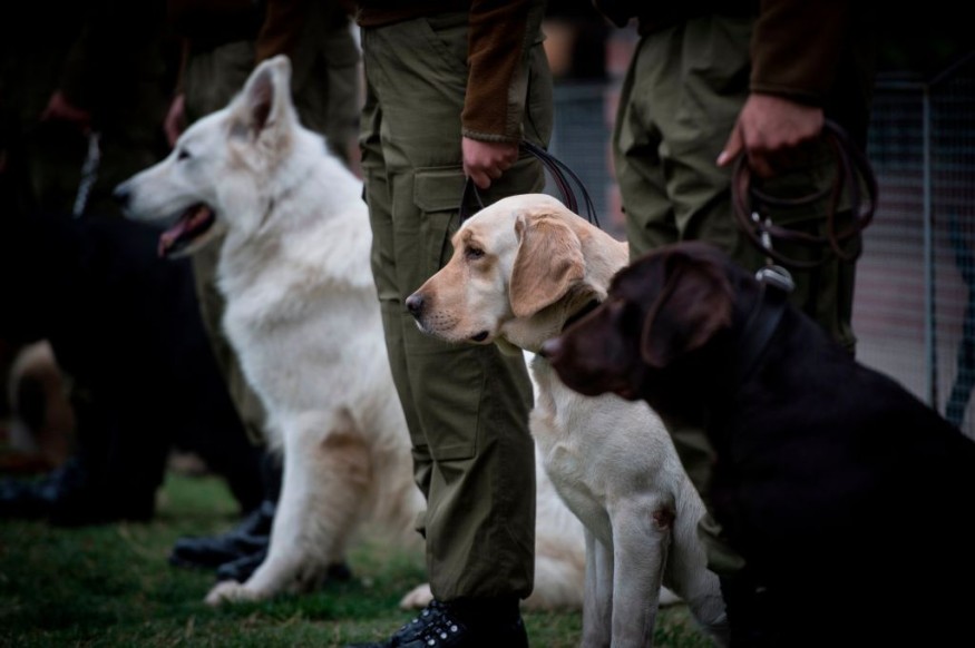 Dog breed