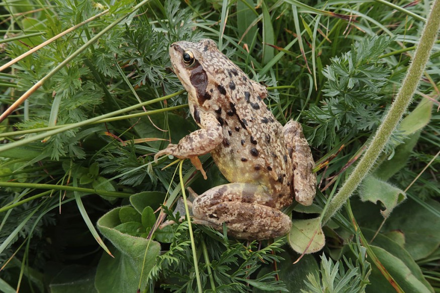 Frog