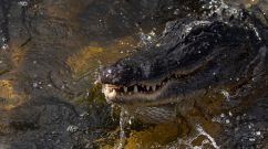 Florida To Give Out 24-Hour Permits During Alligator Hunting Season