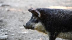 FRANCE-GASTRONOMY-AGRICULTURE-HUNGARY-FOOD