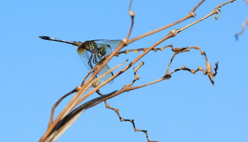 Florida Wildlife And Daily Life Scenes