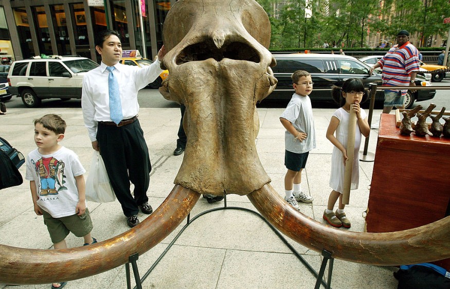 Dinosaurs Fossils Placed On The Auction Block