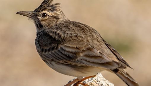 Threatened Species Crested Lark
