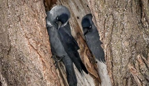 RUSSIA-ANIMALS-NATURE