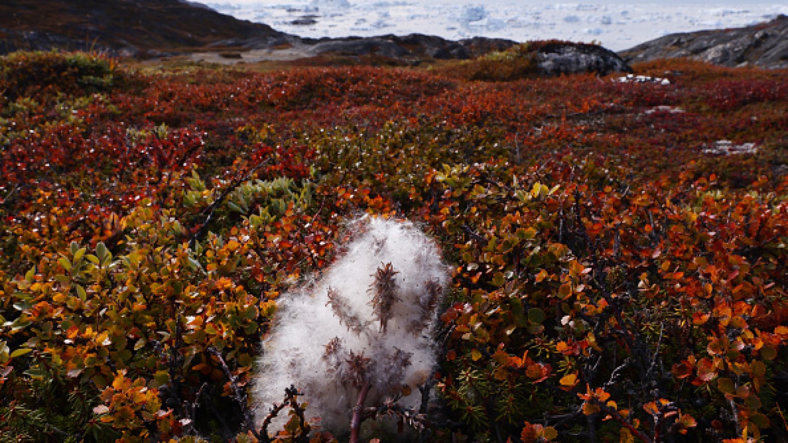 Greenland Undergoes Many Changes Amid Acceleration Of Climate Change