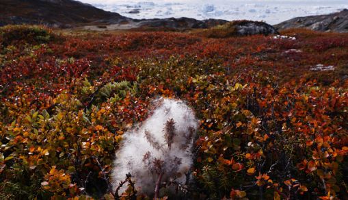 Greenland Undergoes Many Changes Amid Acceleration Of Climate Change