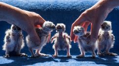 Conservation Work Is Carried Out At The International Centre For Birds Of Prey