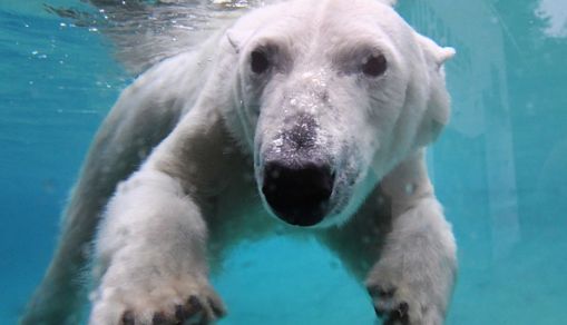 GERMANY-ANIMALS-ZOO-POLAR-BEAR