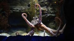 SEA LIFE Melbourne Aquarium Reopens To Public Under Victoria's Eased COVID-19 Restrictions