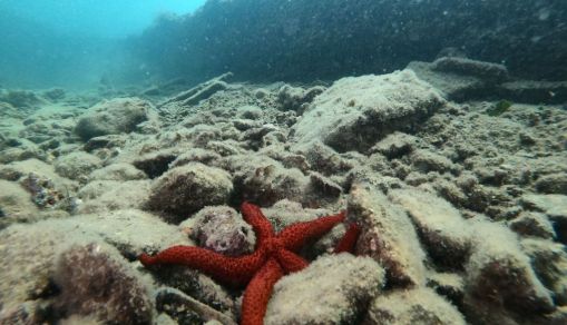 ITALY-DIVING-TOURISM-ARCHAEOLOGY-CULTURE