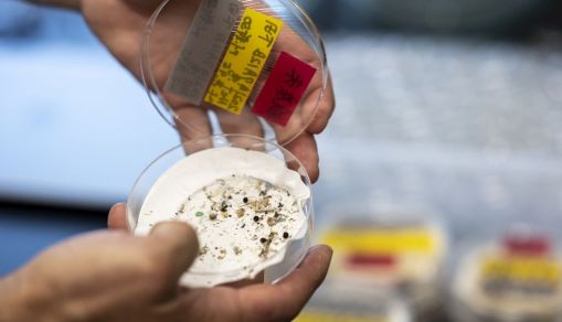 Viruses Hitchhike on Microplastics Across Freshwater - Research