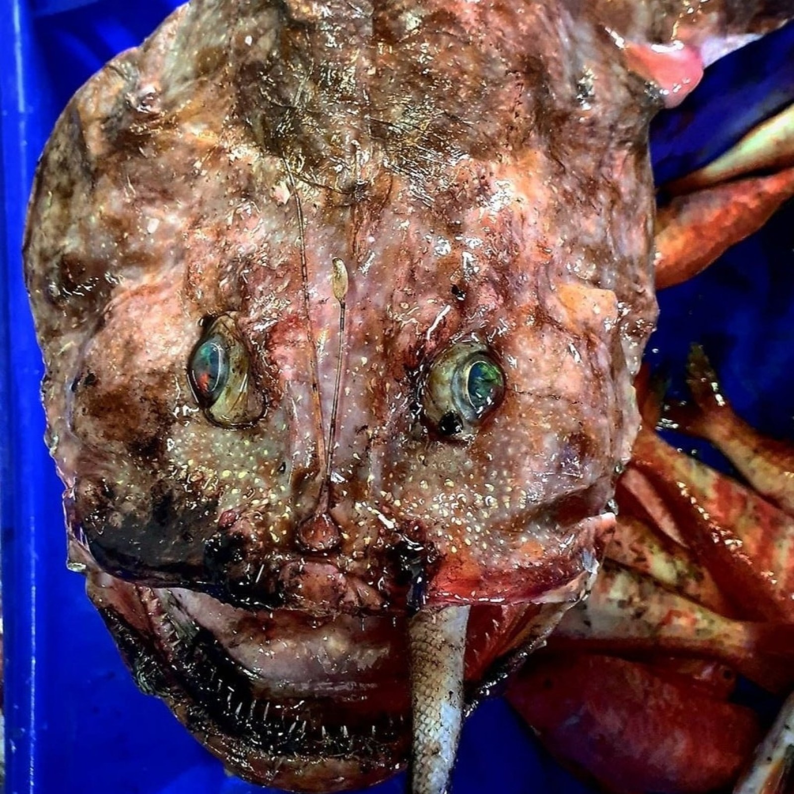 Ugly Fish The Most Ugly Fishes In The World | Photographs Only ...