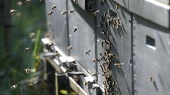 Bee swarm