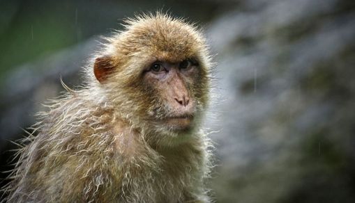 New Trend of Tortured Animals on Video: Animal Welfare, Social Media Platforms Cry Foul