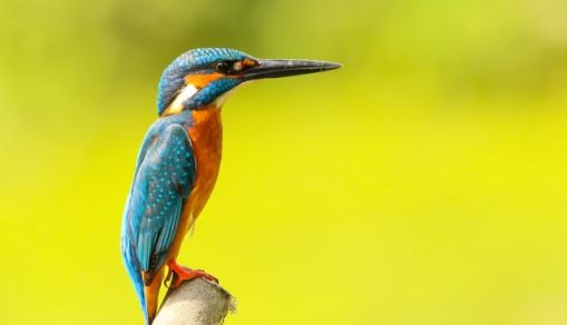 blue and yellow bird