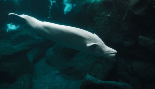 Beluga whale