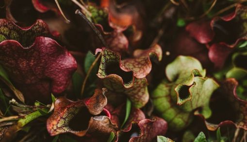 brown and green plant