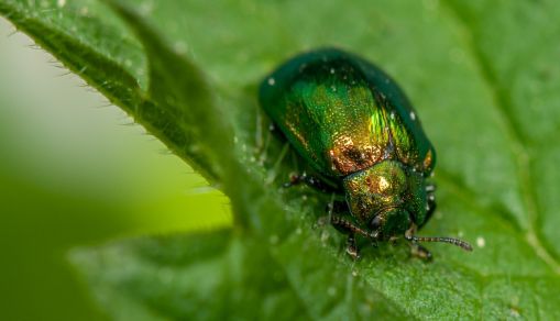 Green beetle