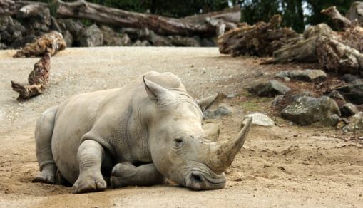 rhino