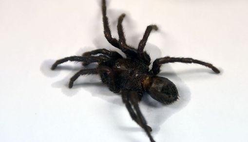 URUGUAY-COLOMBIA-SPIDER-GARCIA MARQUEZ