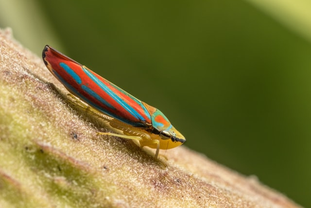 Research Found New Associations Between Leafhoppers and Phytoplasmas ...
