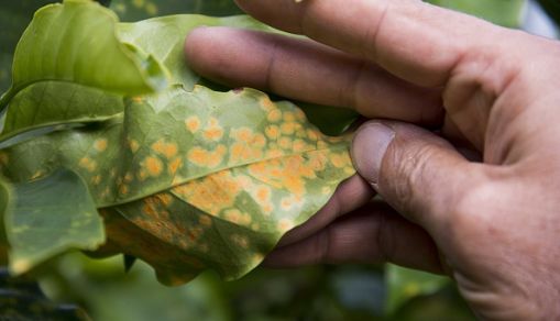 COSTA RICA-CLIMATE-CHANGE-COFFEE