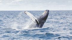 blue whale