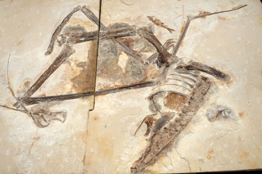 New dinosaur species