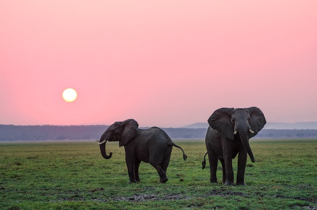 Elephants Releases Low Frequency “Rumbles” Mostly Through Their Trunks
