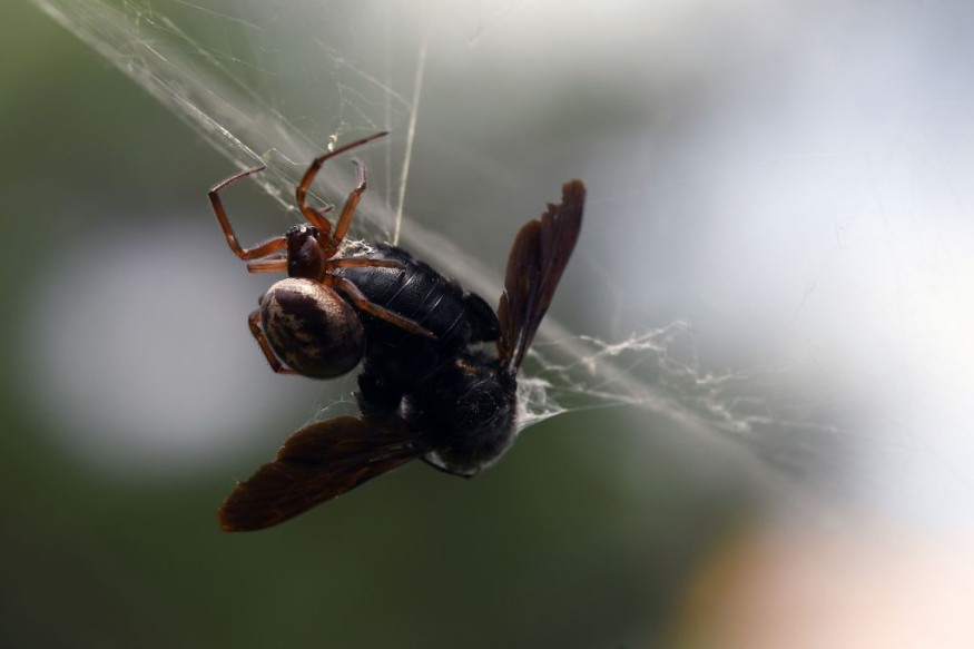False widow spider