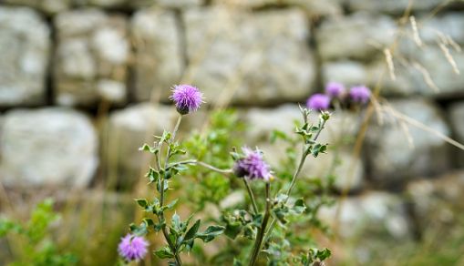 1900 Anniversary Of Hadrian's Wall
