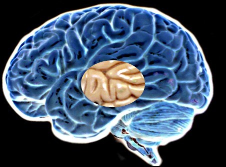 Human brain