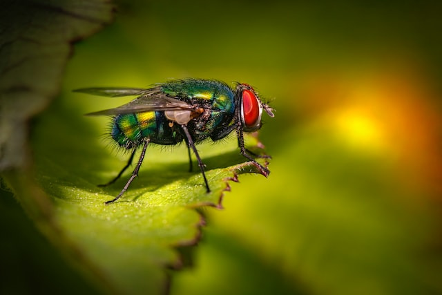 Snorting Fly Scientists Warn About Fly Vomit from Synanthropic Flies Since They Are ...