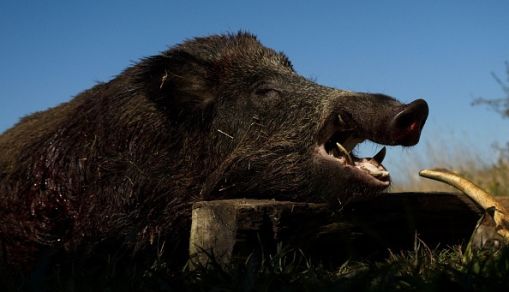 FRANCE-HUNTING-ANIMAL