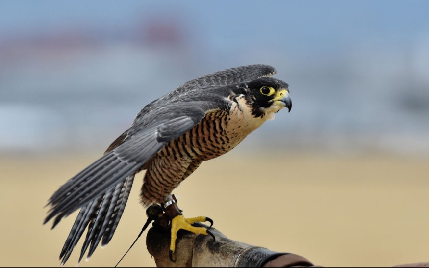 MEXICO-AIRPORT-FLIGHTS-SECURITY-FALCONS-DOGS
